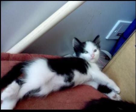 son chat